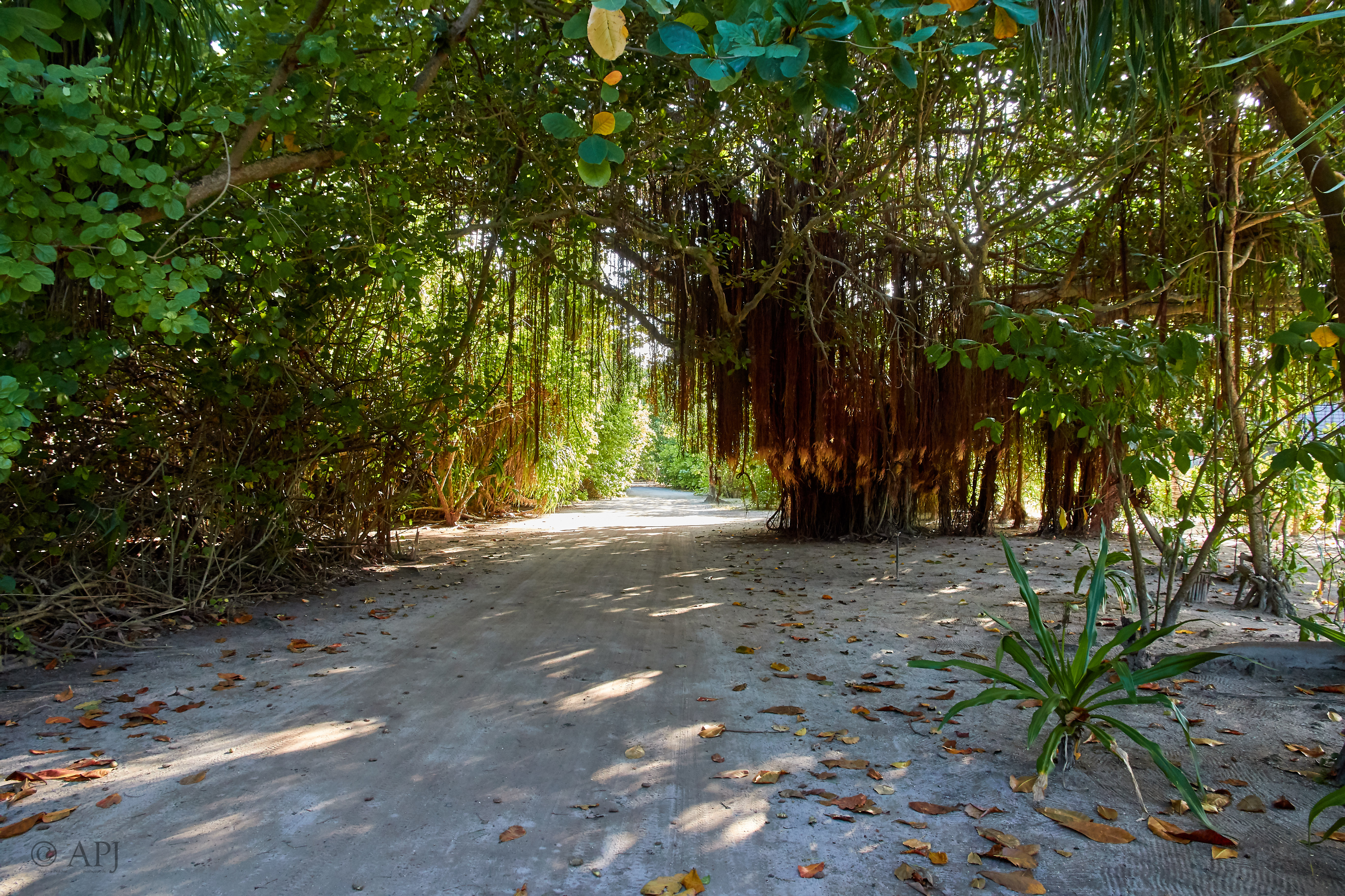 004100 21 08 17  Canon EOS 7D Mark II   Malediven2017